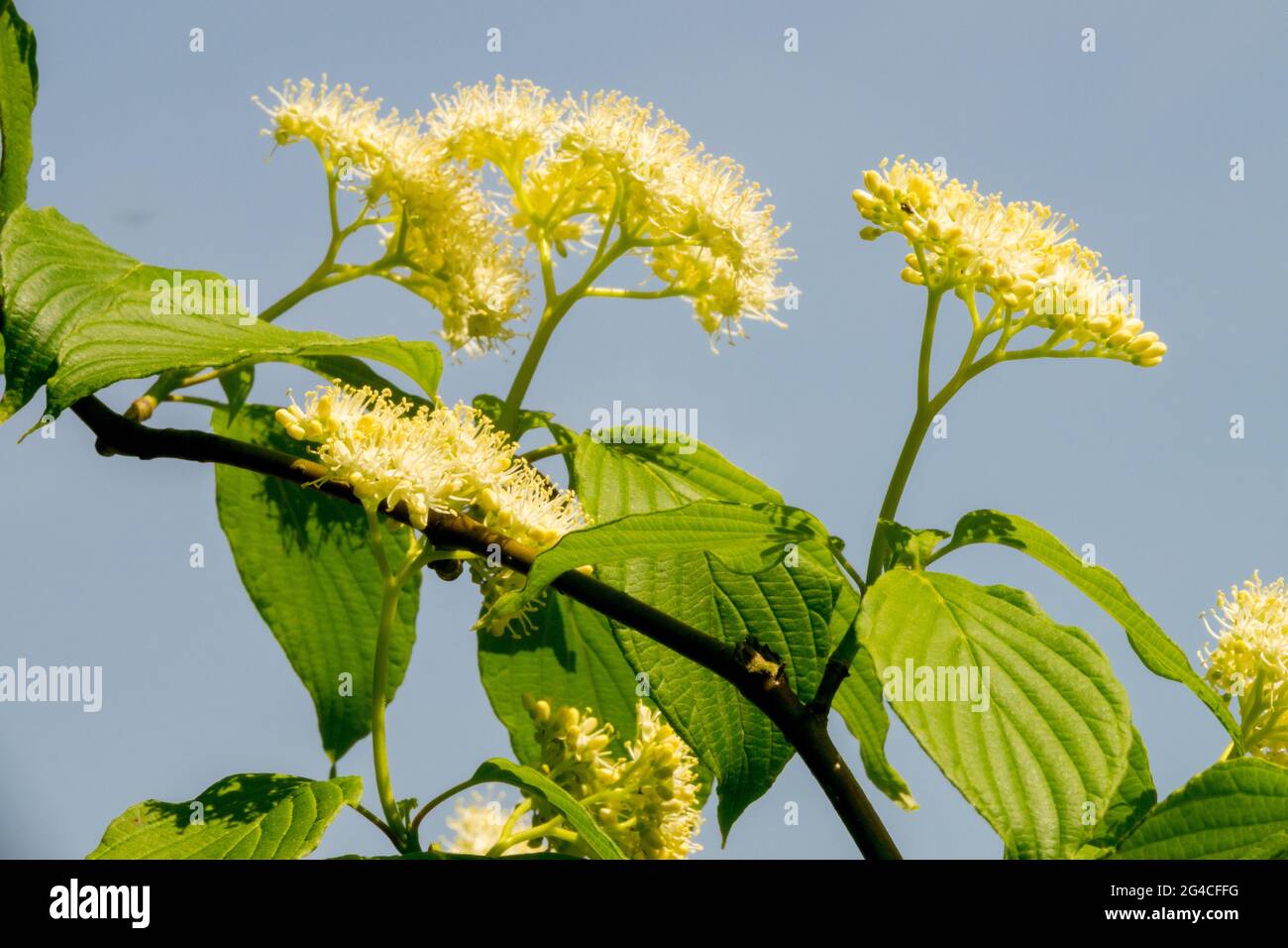Cornus alternifolia "Winter Orange", Pagoda Dogwood Flower Arbub Foto Stock