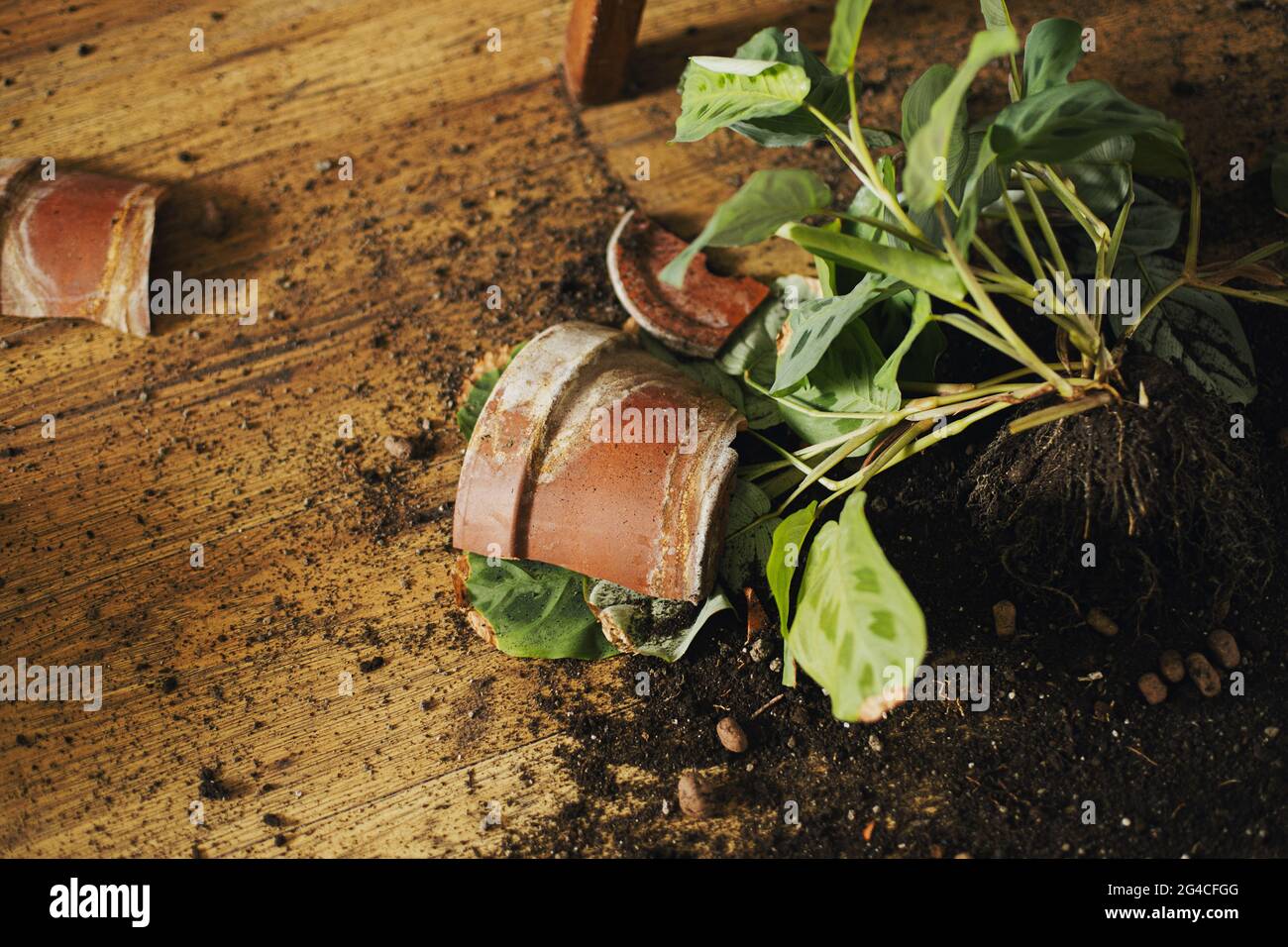 Pianta domestica rotta e sporcizia sul pavimento. Pezzi rotti di creta pentola, verde maranta pianta con radici, terreno su pavimento di legno. Vista dall'alto Foto Stock