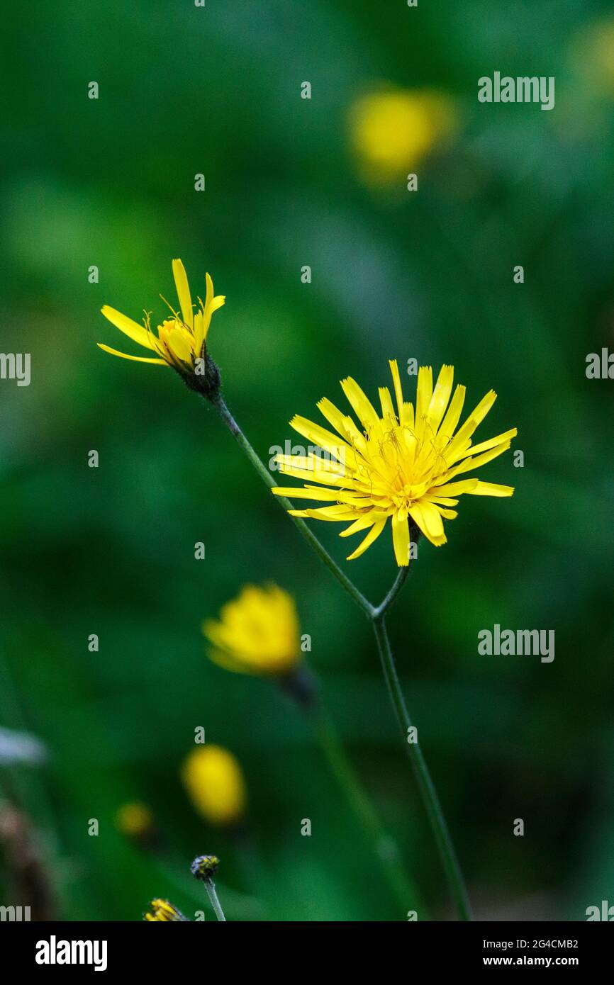 Un Crepis biennis Foto Stock