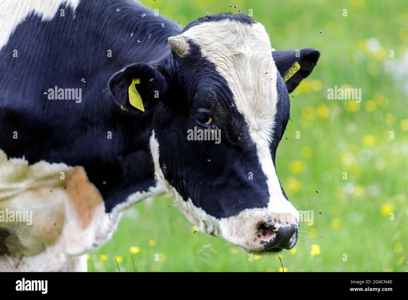 Una mucca da latte Foto Stock