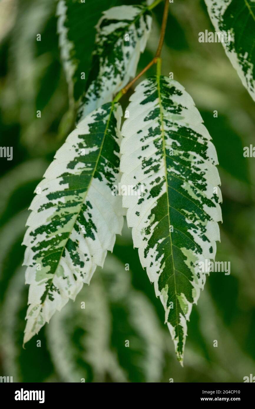 Zelkova serrata foglie variegate Elm corteccia grigia giapponese, Zelkova serrata "variegata" Foto Stock