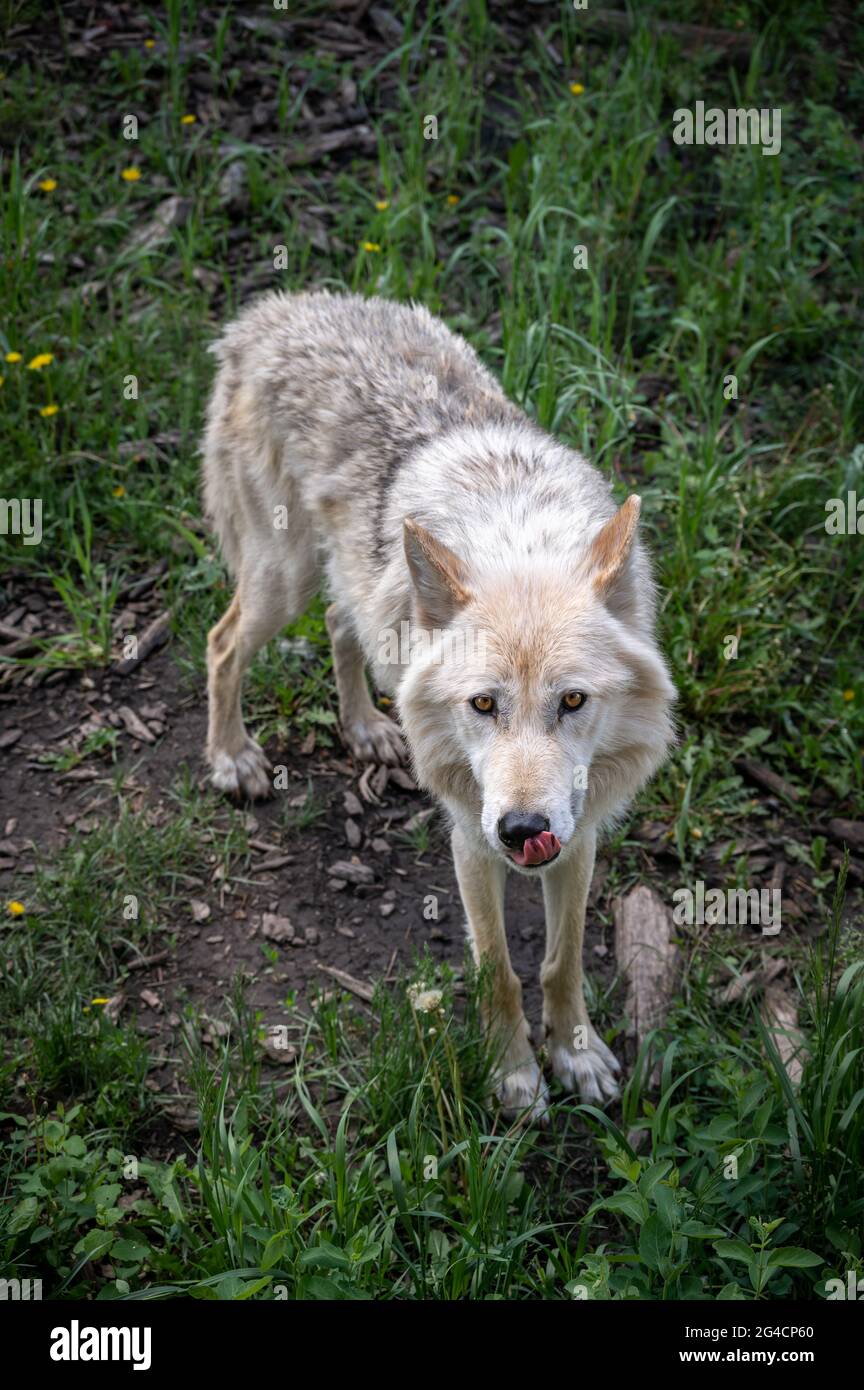 Un cane da lupo al santuario del cane da cuccia Yamnuska in Alberta. Foto Stock