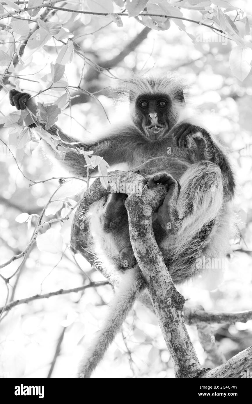 Kirk's Red Colobus Monkey, (Procolobus kirkii) nella Riserva della Foresta di Jozani, Zanzibar, Tanzania. Una foglia mangiando scimmia chiamato dopo Sir John Kirk Foto Stock