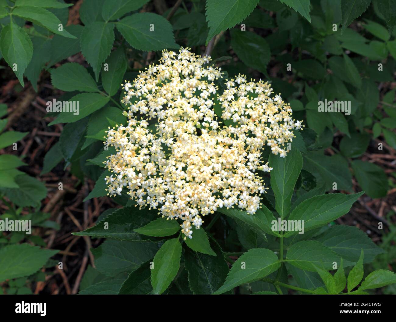 Sambucus nigra, Elderflower, piante da giardino, fiori e foglie Foto Stock