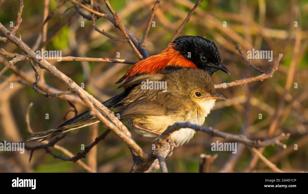 Red-backed Fairy Wrens che mostra il comportamento di courtship sulla punta di Cabarita, NSW settentrionale, Australia Foto Stock