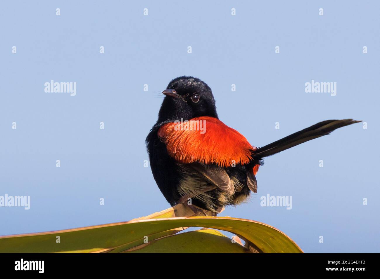 Red-backed Fairy Wrens che mostra il comportamento di courtship sulla punta di Cabarita, NSW settentrionale, Australia Foto Stock