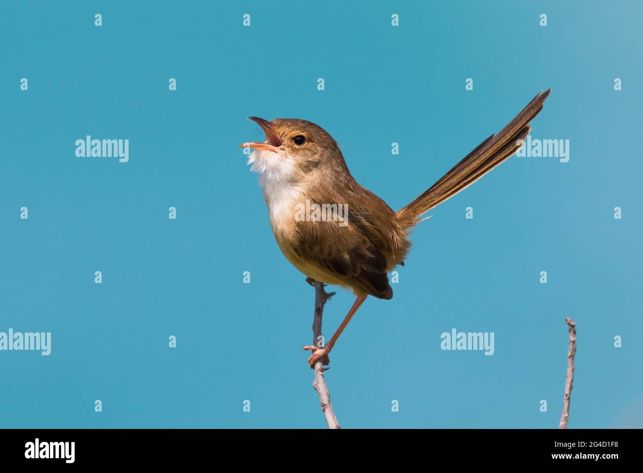 Red-backed Fairy Wrens che mostra il comportamento di courtship sulla punta di Cabarita, NSW settentrionale, Australia Foto Stock