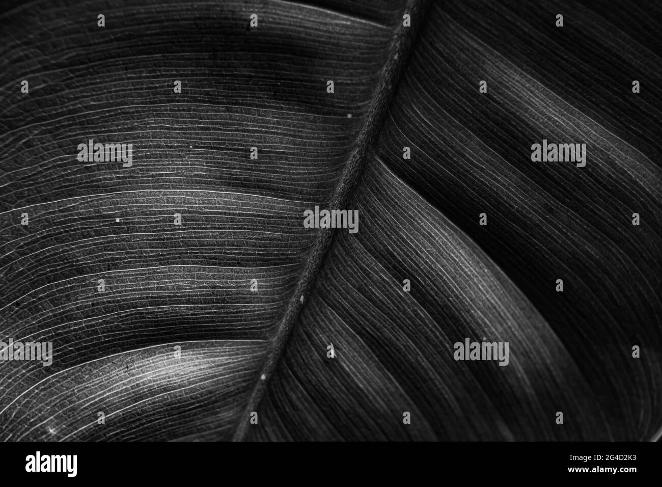 Sfondo bianco e nero a forma di foglia Foto Stock