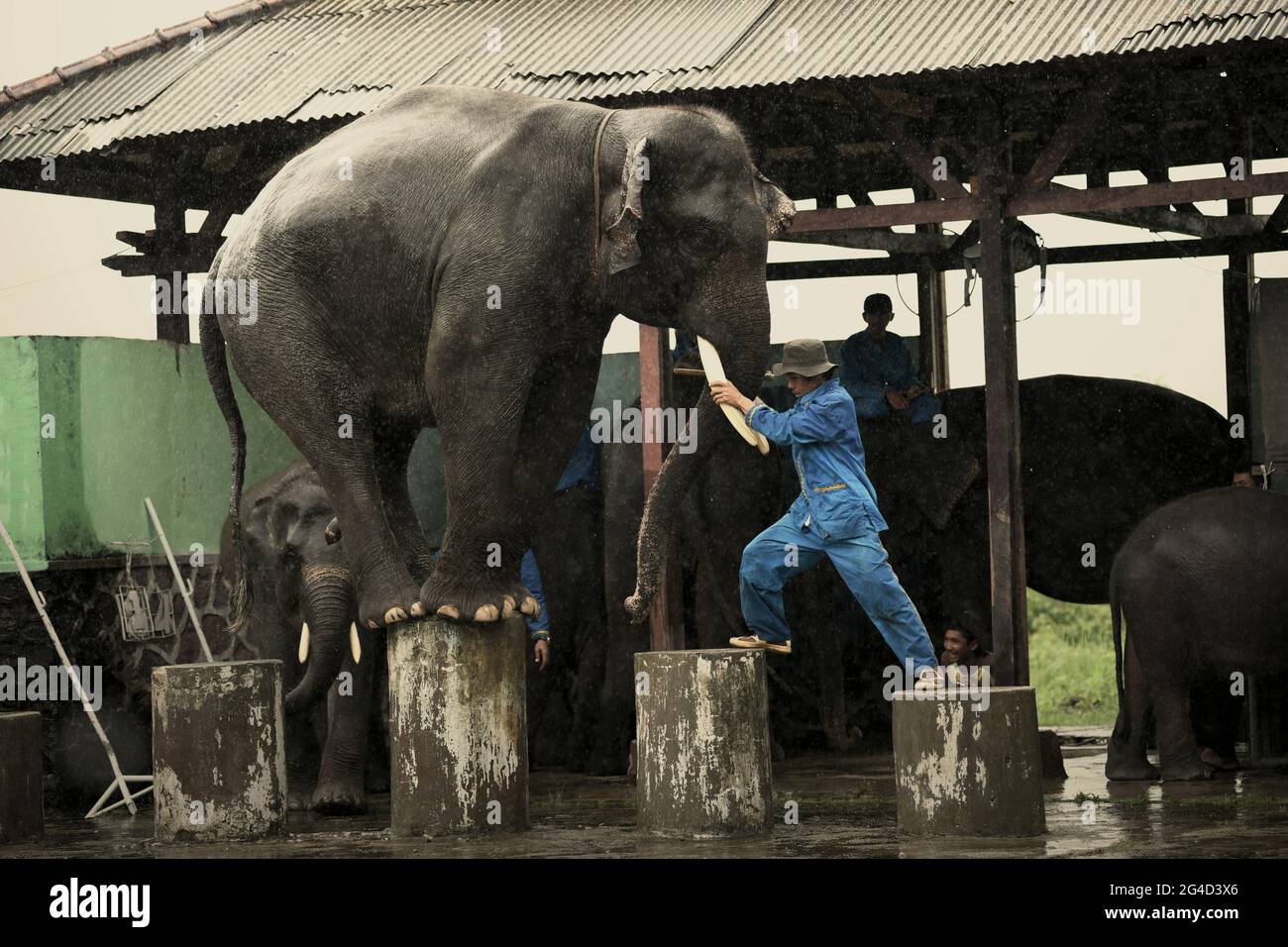 Circo degli elefanti al centro di riabilitazione degli elefanti di Sumatran nel Parco Nazionale di Kambas, Indonesia. Foto Stock