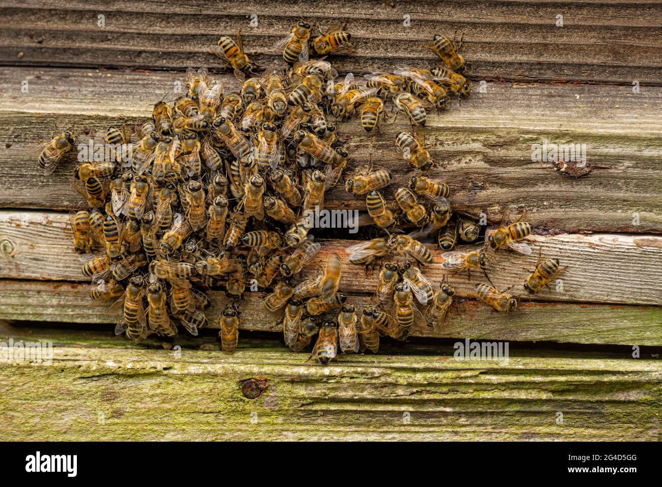 Gruppo di api europee si sono accoccolate insieme intorno all'ingresso dell'alveare in una giornata fredda. Foto Stock