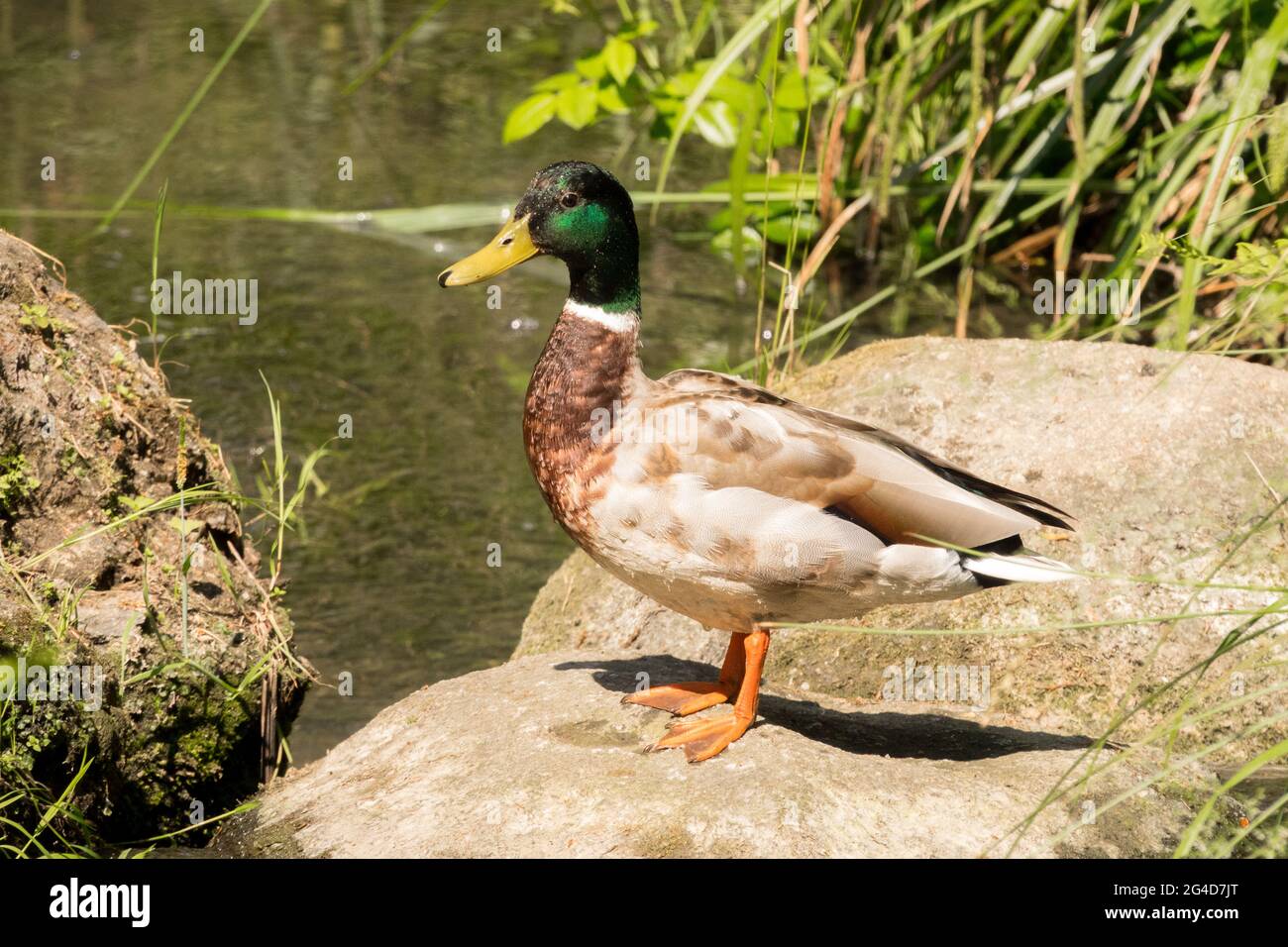 Anatra al germoglio maschile Anas platyrhynchos a giugno fauna selvatica anatra al germoglio maschio anatra selvatica anatra al giardino d'acqua, sponda del laghetto Foto Stock