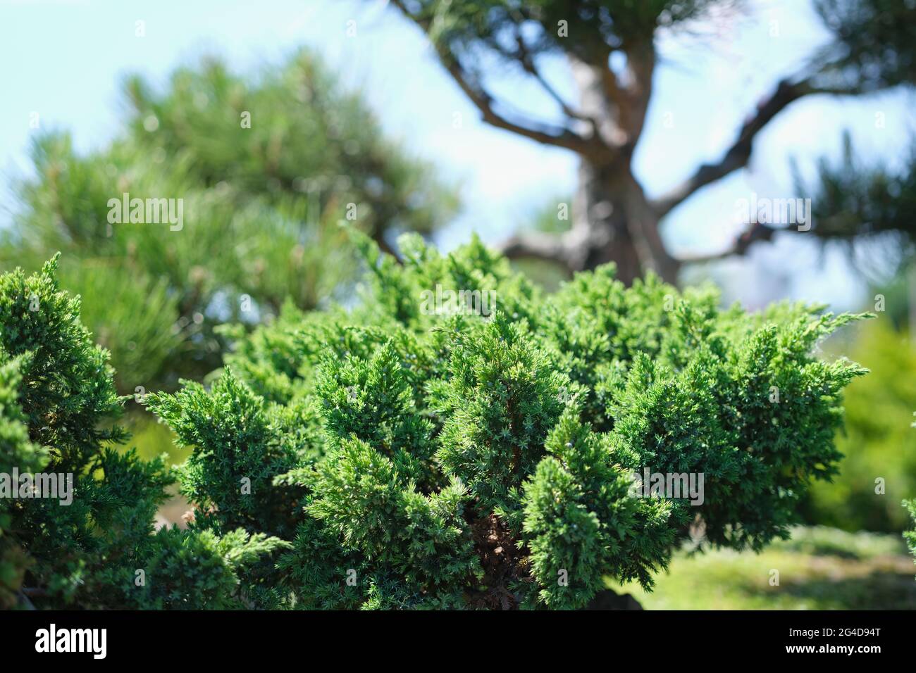 Cespugli sempreverdi agugliati crescono in giardino Foto Stock