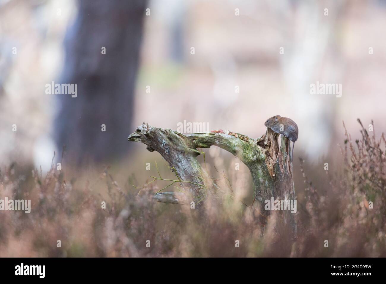 Un piccolo volo seduto su un ramo con nocciole in un ambiente forestale nel Cairngorms National Park nelle Highlands scozzesi. Foto Stock