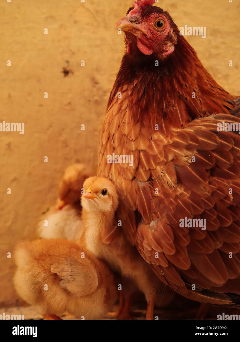 Baby Chick con la famiglia, piccolo Chick Foto Stock