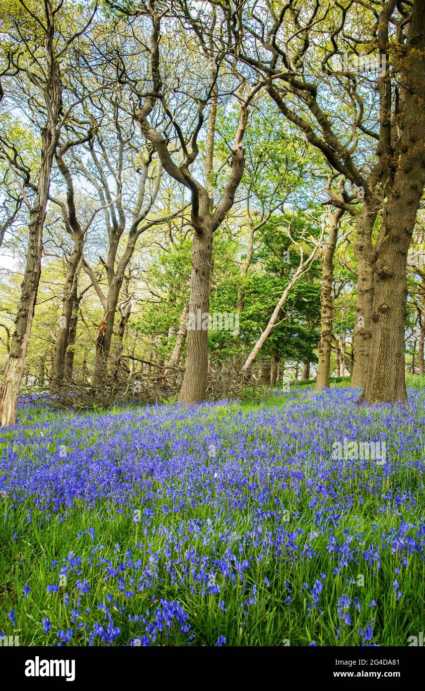 Boschi inglesi pieni di tappeti di bluebells situati a Staffordshire Inghilterra UK Foto Stock