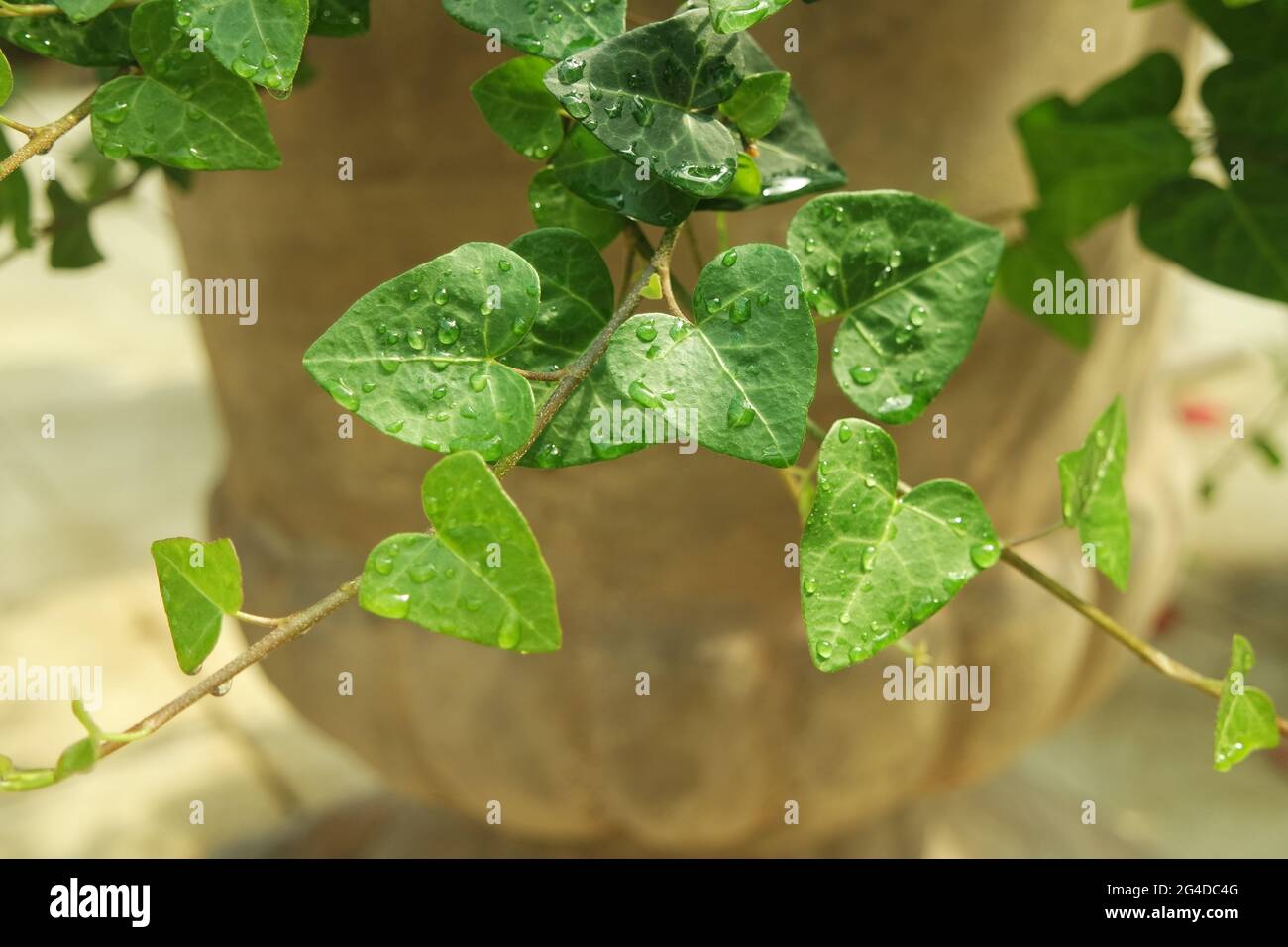 Vite di foglie a forma di cuore sfondo Foto Stock