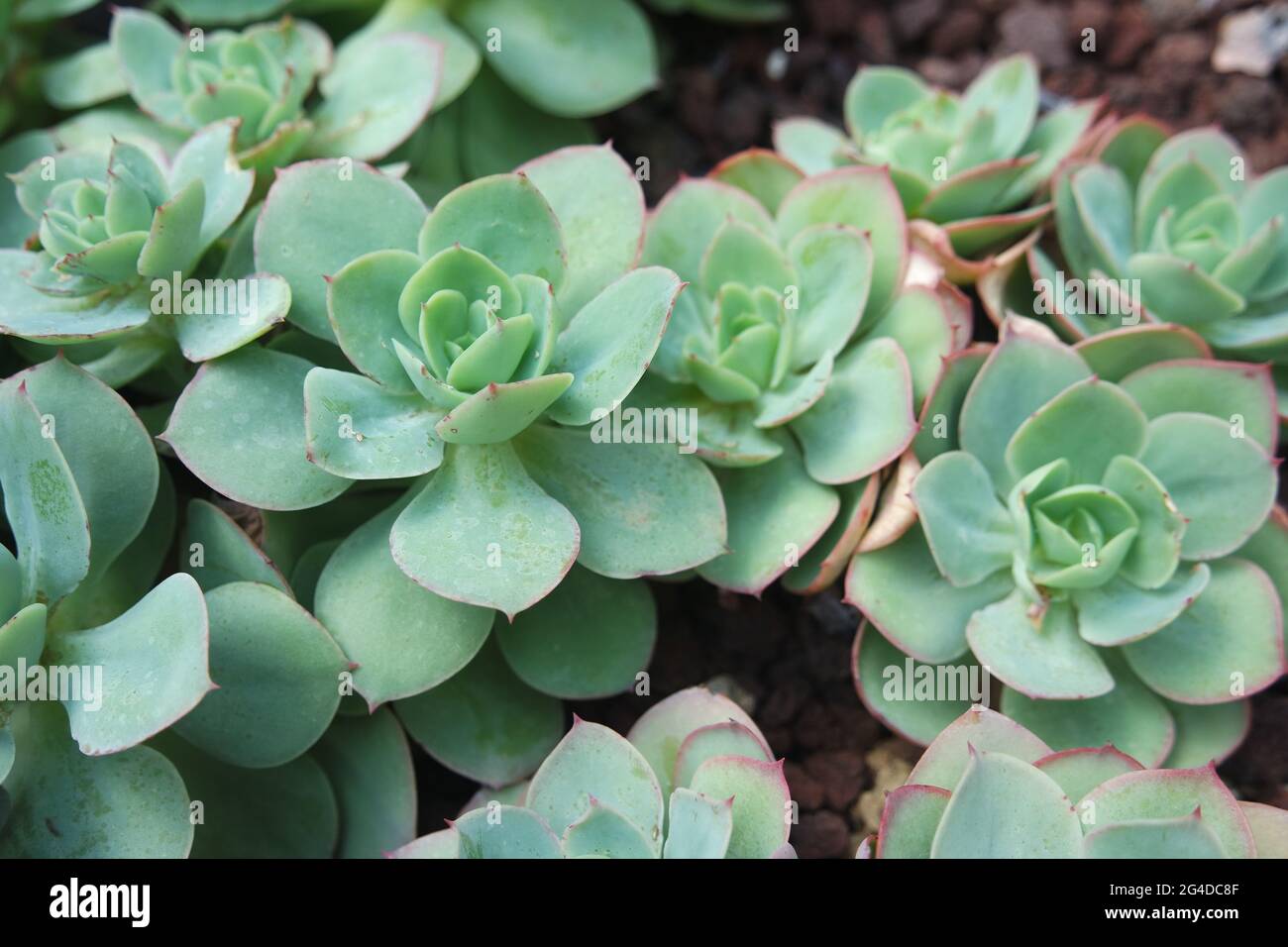 Echeveria Peach Pride su piante succulente macinate Foto Stock
