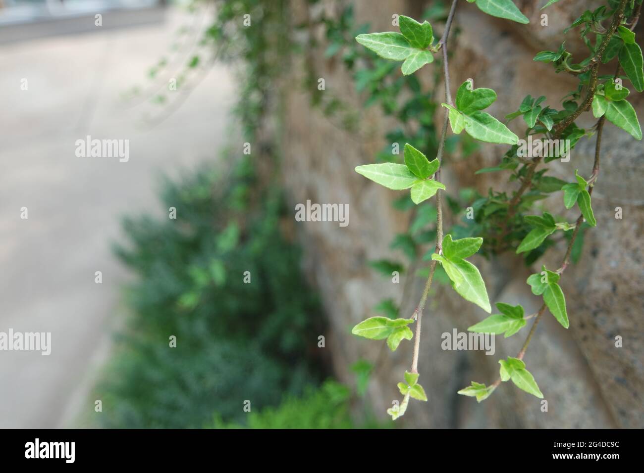 Green Ivy Vine su pietra muro Foto Stock