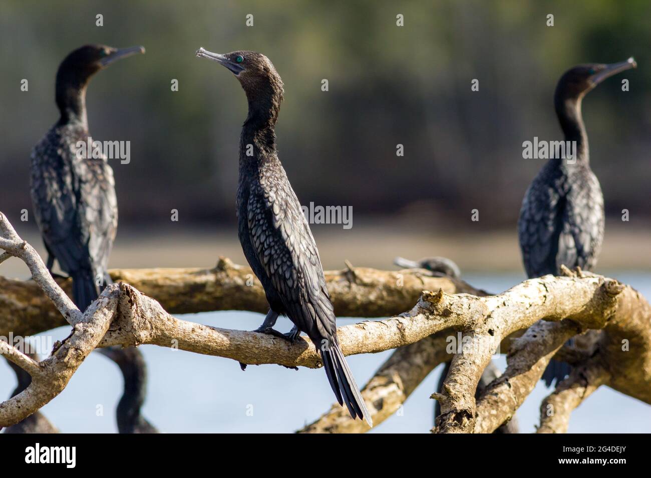 Gruppo di piccoli cormorani neri (Phalacrocorax sulcirostris) arroccato su un ramo accanto ad un fiume. Kingscliff, NSW, Australia Foto Stock