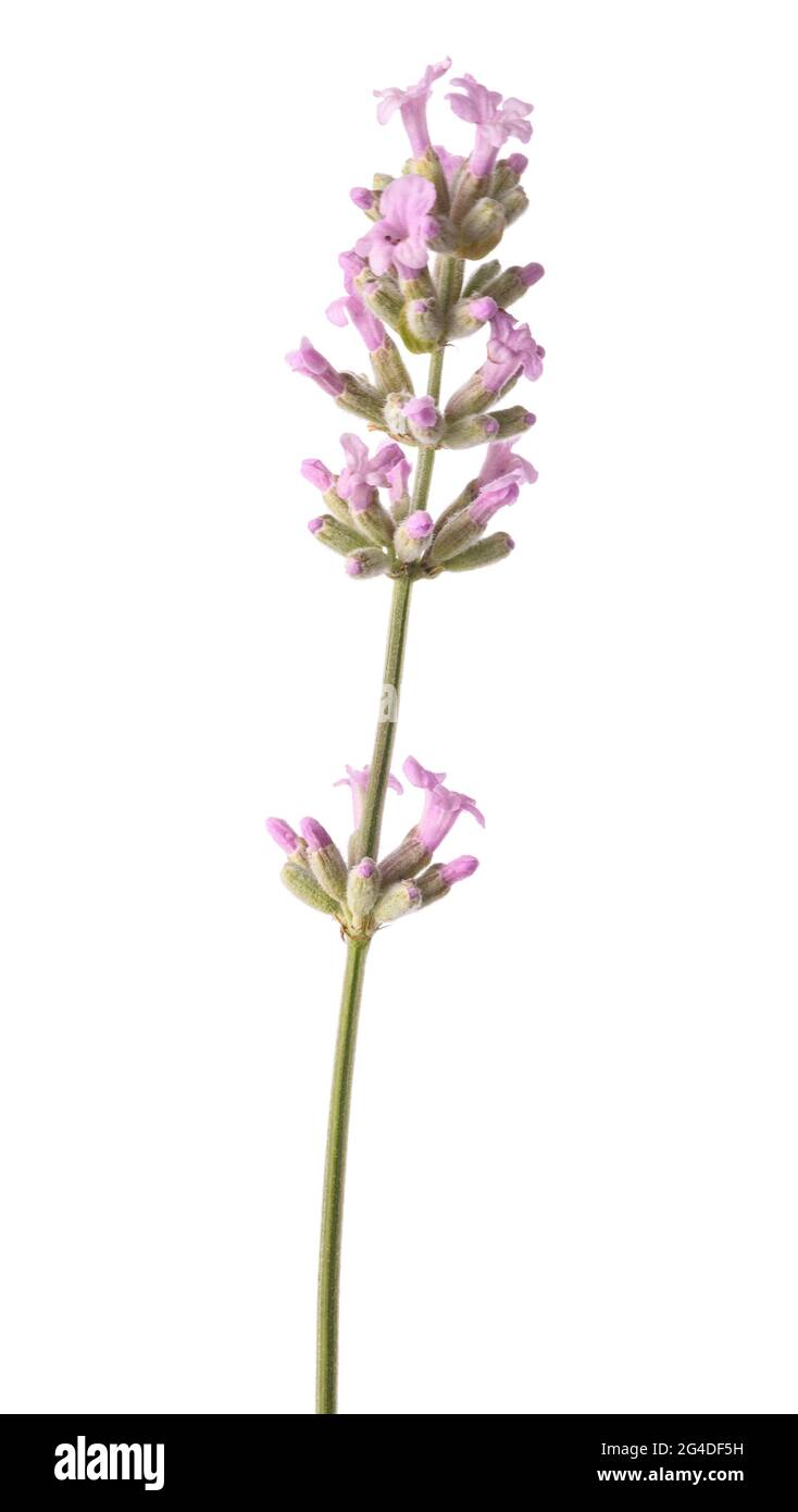 Rosa Lavanda fiore isolato su sfondo bianco Foto Stock