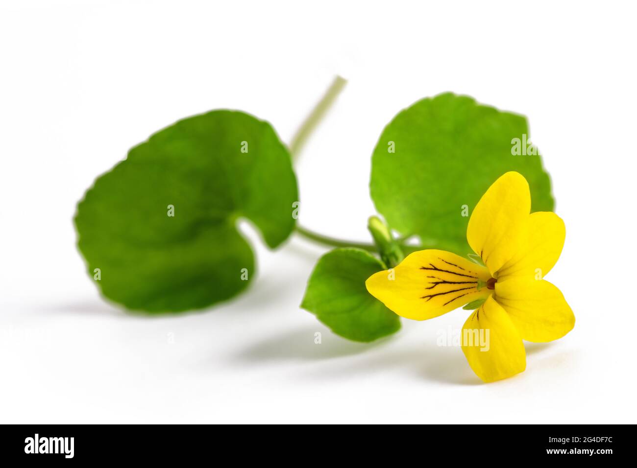 Giallo violetto Twoflower isolato su sfondo bianco Foto Stock