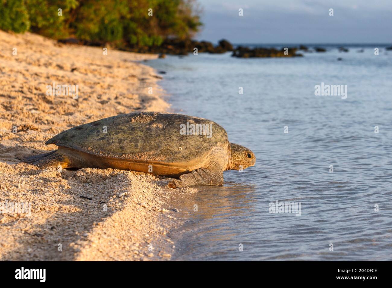 Tartaruga marina verde (Chelonia mydas) sulla spiaggia, Borneo, Malesia Foto Stock