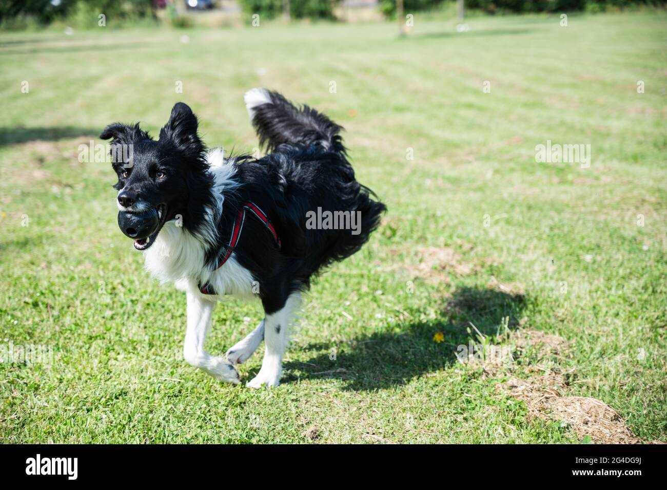 Giovane Border Collie che attraversa il parco con un giocattolo in bocca. Cane che gioca nel parco con una palla. Foto Stock