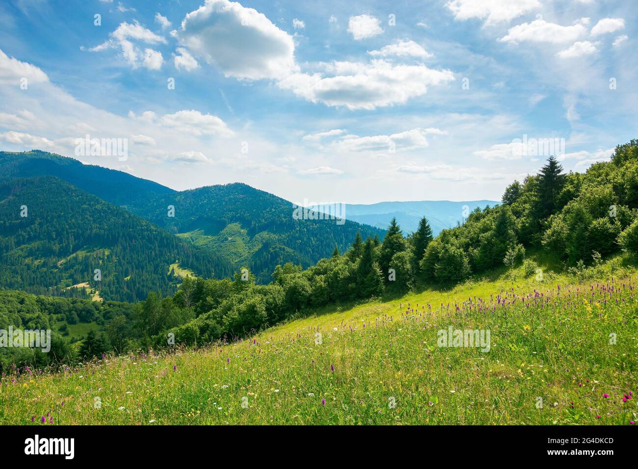 carpazi paesaggio rurale in montagna. erba ed erbe sul prato, alberi sulle colline che si abbondano nella valle. bella estate natura scen Foto Stock