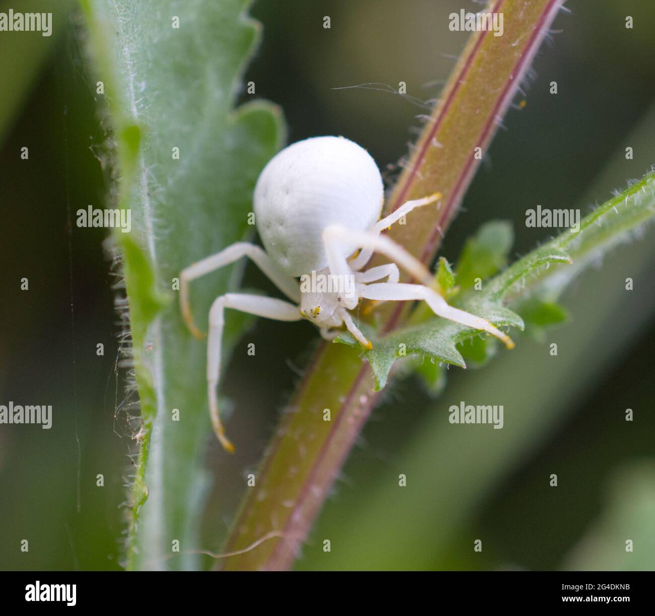 Un ragno di granchio di fiore bianco (Misumena vatia) che strisciando giù un gambo di pianta in Sussex, Inghilterra, Regno Unito. Foto Stock