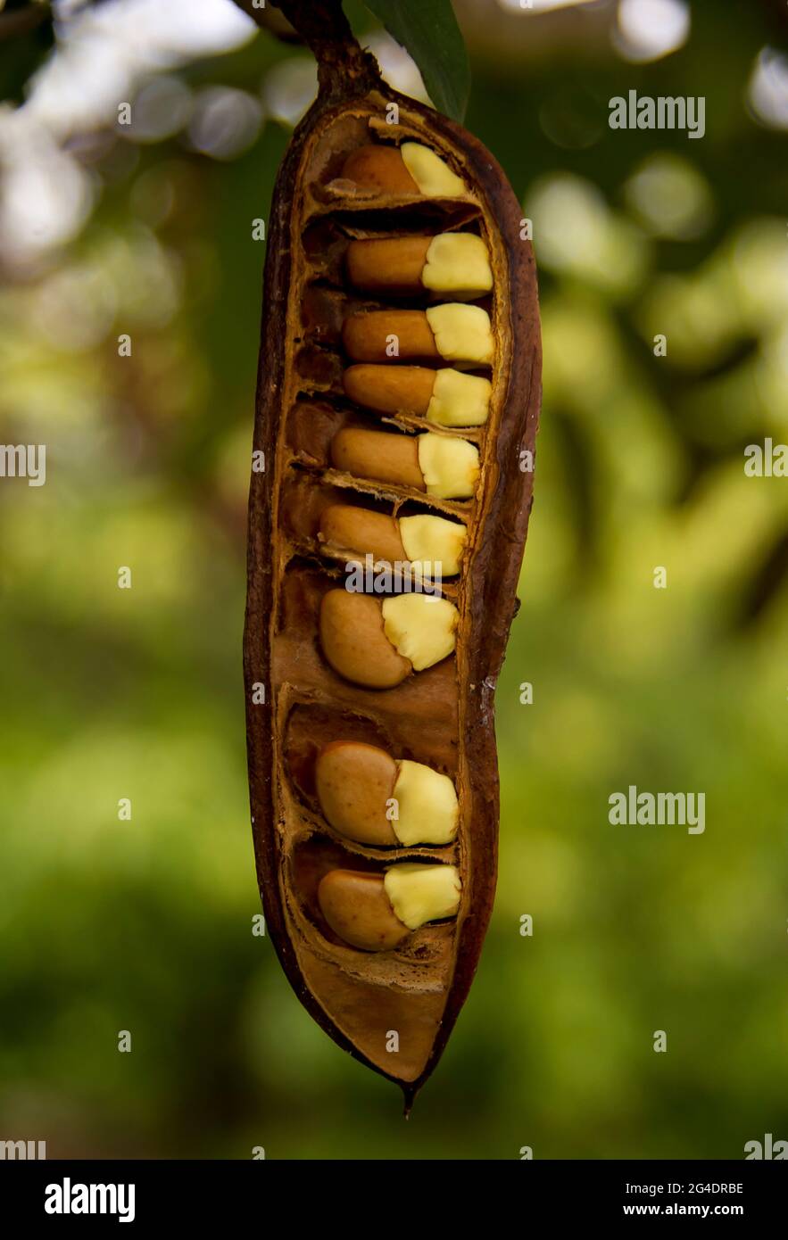 Molto grande (30 cm) semi-pod aperto di Golden doccia albero (pudding-pipe albero, laburnum indiano, purging cassia, Cassia fistula). Inverno, QLD, Australia. Foto Stock
