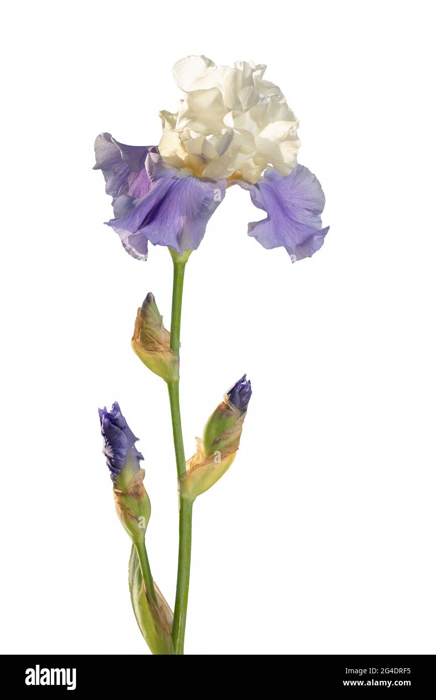 Fiore in fiore viola chiaro e iris iris fiore giardino isolato su sfondo bianco. Sfondo floreale estivo Foto Stock Fiore in fiore viola chiaro e iris iris fiore giardino isolato su sfondo bianco. Sfondo floreale estivo Foto Stock