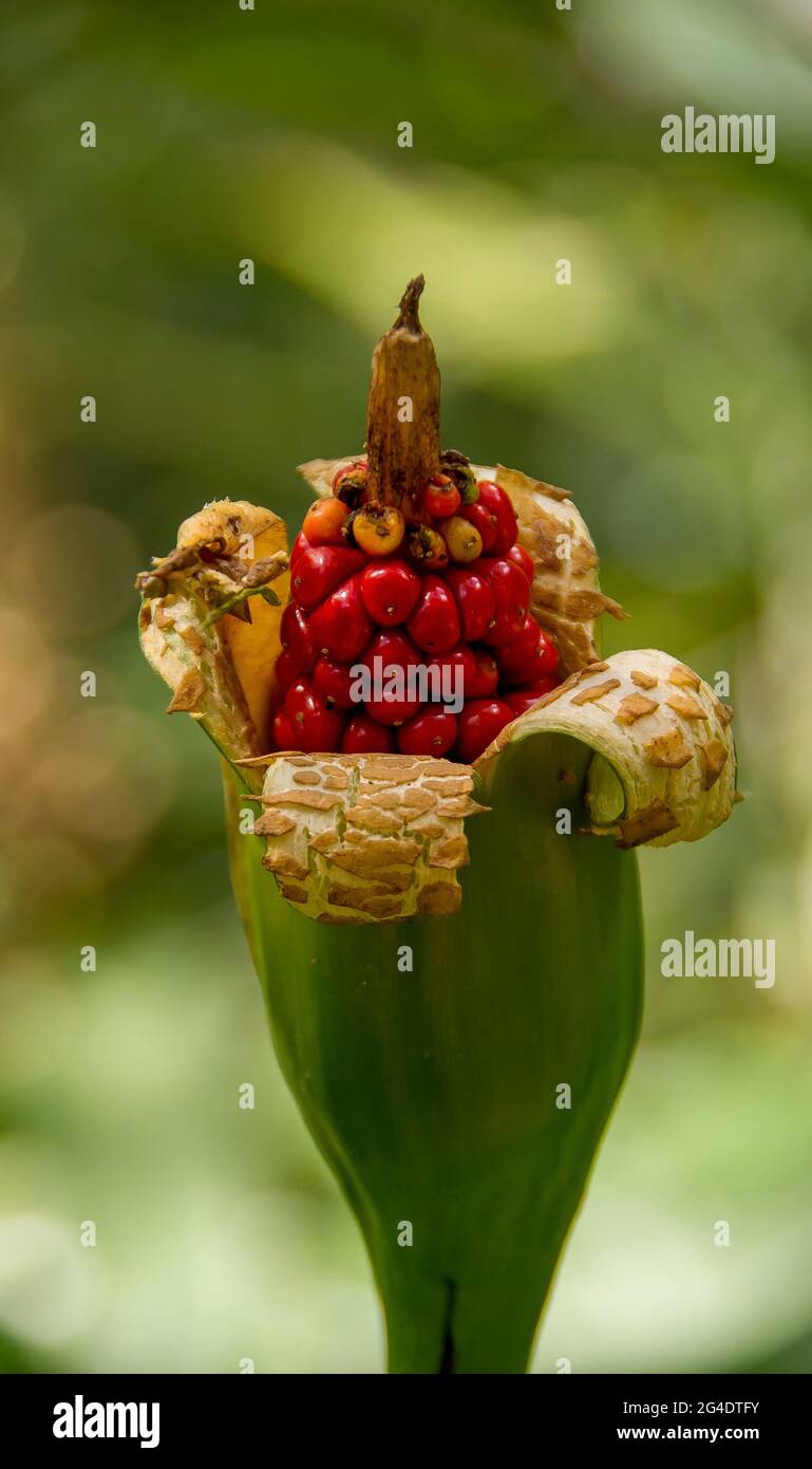 Frutti rossi, bacche, di cunjevoi (giglio nativo, alocasia brisbanensis), pianta di fondo nella foresta pluviale subtropicale, Tambotine Mountain, Australia. Foto Stock