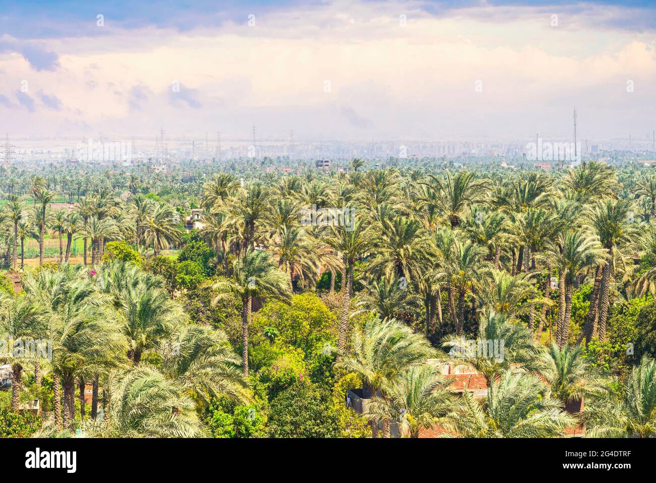 Palmeto con belle piante verdi in primo piano e la città del Cairo sullo sfondo. Egitto. Tempo nuvoloso. Foto Stock