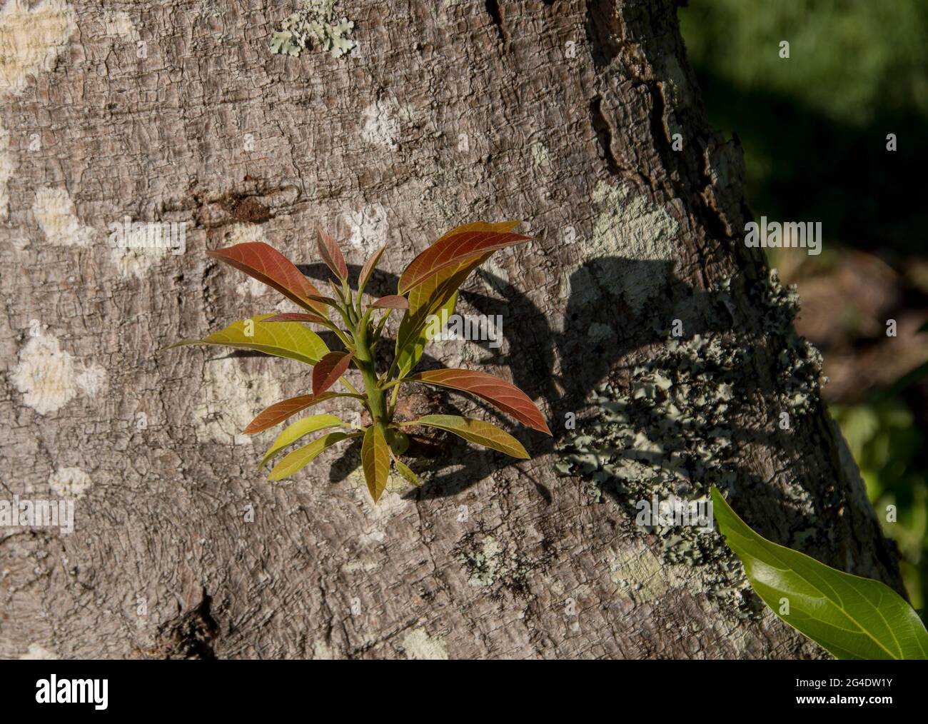Nuovo sparo che cresce dal vecchio ramo di un albero di avocado (persea americana) in un frutteto nel Queensland Australia. Foglie rosa e verde delicate. Foto Stock