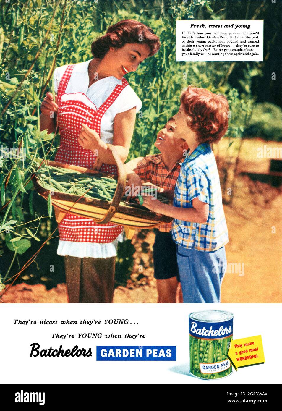 1957 pubblicità britannica per piselli da giardino in scatola Batchelors. Foto Stock