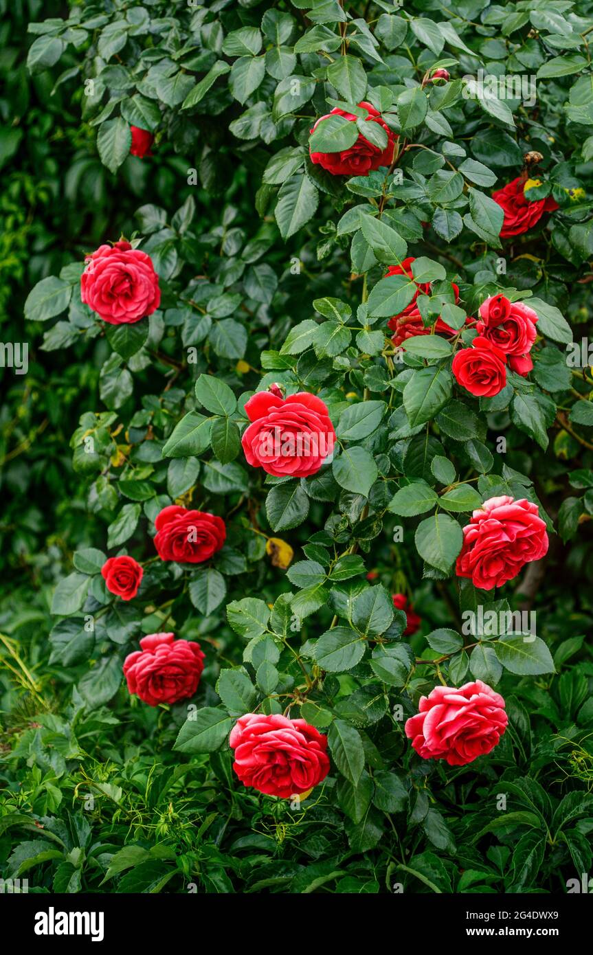 rose rosse, macro, in ambiente naturale, cespuglio con fiori di rosa rossa Foto Stock