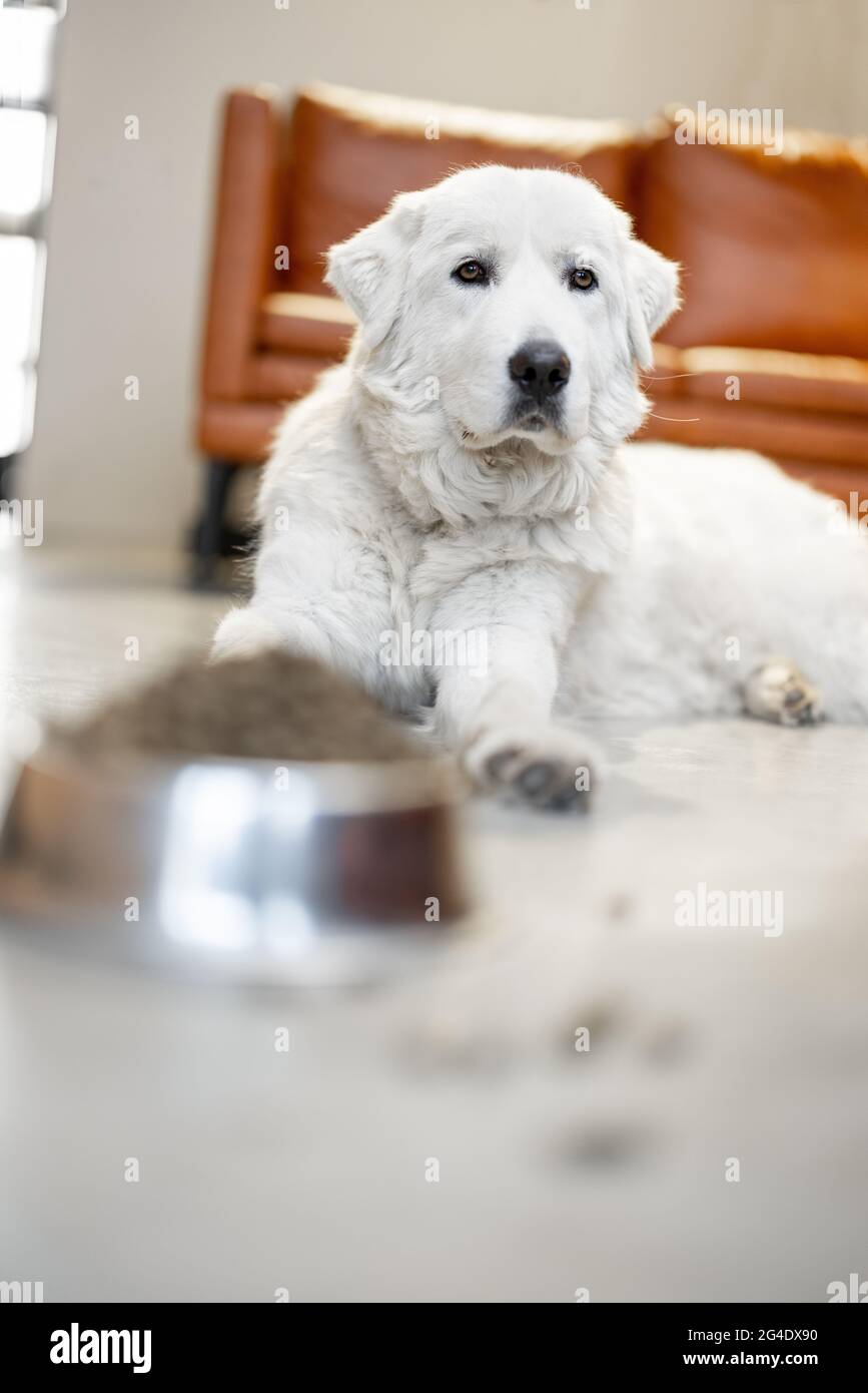 Cane con cibo secco a casa Foto Stock