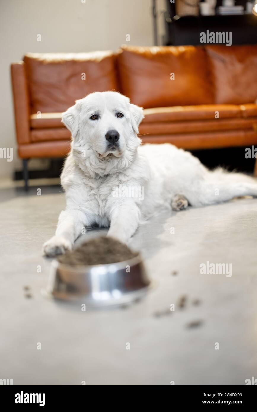 Cane con cibo secco a casa Foto Stock