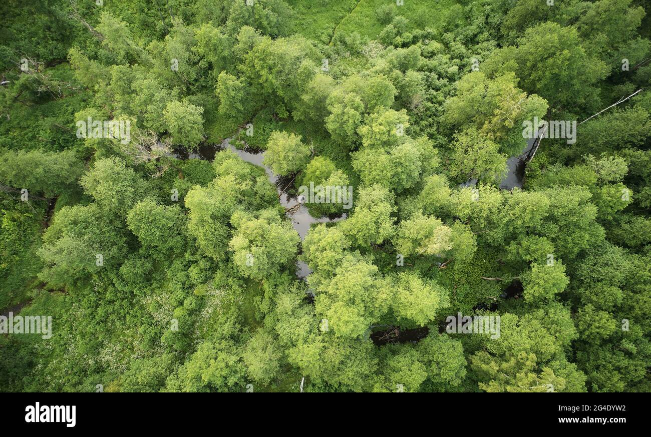 Fiume in verde riserva di foresta aereo drone vista toip Foto Stock