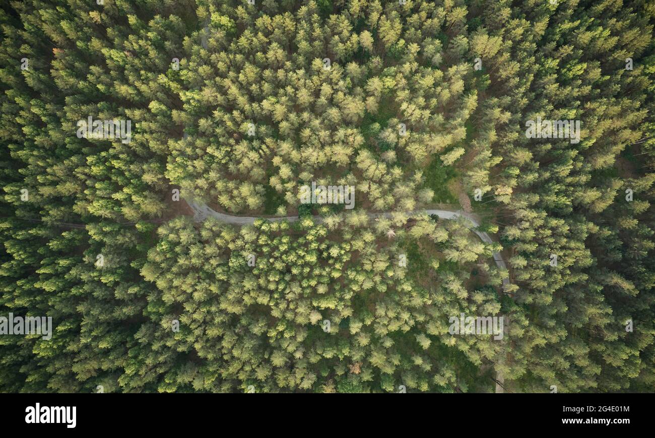 Strada rurale nella foresta al tramonto in aereo sopra la vista superiore drone Foto Stock