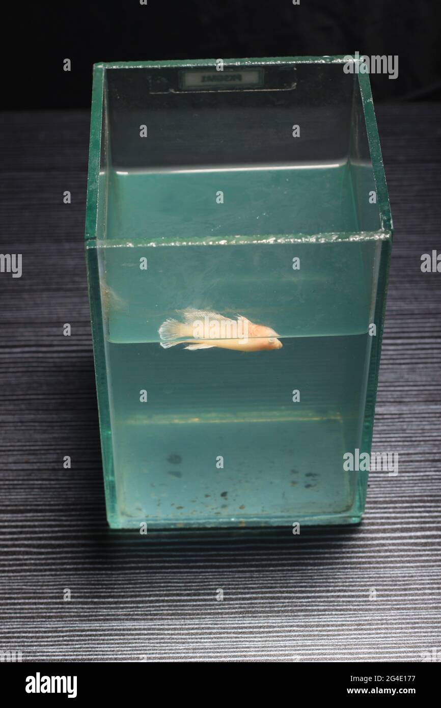 Foto della morte Soft Big Ear Gold Plakat, placard Cubang, Betta, Siamese Figthing Fish at Man Hand Foto Stock