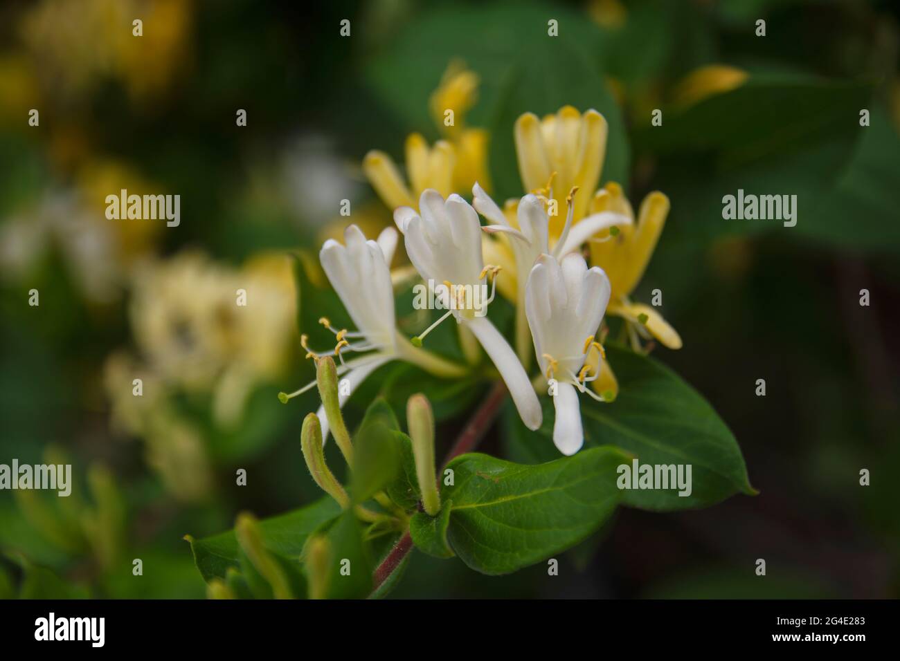 La Lonicera Fragrantissima è una specie di pianta fiorente della famiglia delle Caprifoliaceae, conosciuta con i nomi comuni di nido d'ape a fiore d'inverno Foto Stock