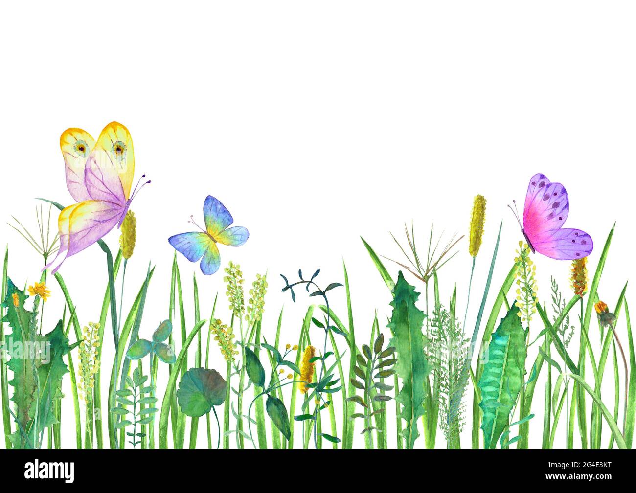 Fiori selvatici prato, erbe, erbe con farfalle colorate. Acquerello disegnata a mano illustrazione botanica su sfondo bianco. Acquerello floreale lui Foto Stock