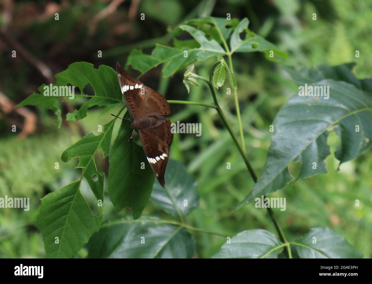 Primo piano di una rara farfalla marrone con macchie bianche sulle punte dell'ala su una foglia verde con il ramo Foto Stock