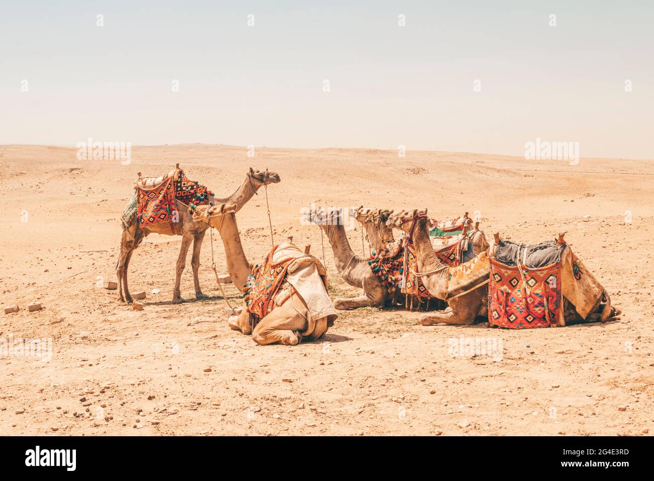 Caravan cammello in vacanza. Il capo del pacchetto davanti ai cammelli. Insegnante insegna agli studenti. I cammelli che cavalcano i turisti nel deserto riposano sulla t Foto Stock