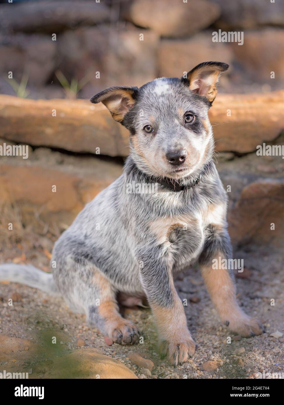Un cane da bestiame australiano (Blue Heeler) cucciolo ritratto a lunghezza intera con il cucciolo seduto guardando la macchina fotografica Foto Stock