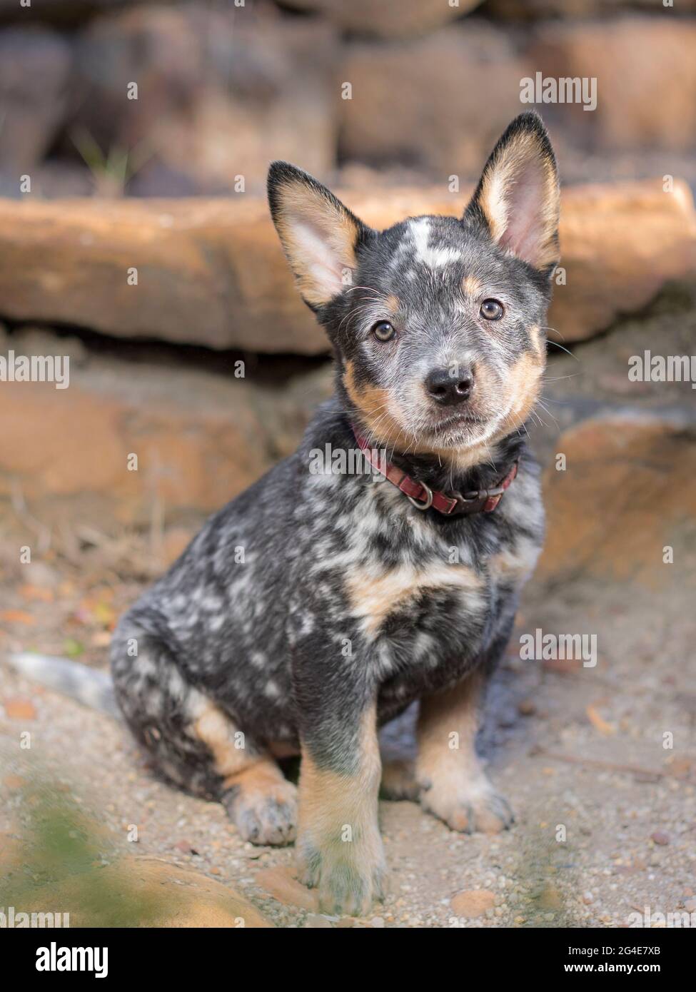 Un cane da bestiame australiano (Blue Heeler) cucciolo ritratto a lunghezza intera con il cucciolo seduto guardando la macchina fotografica Foto Stock