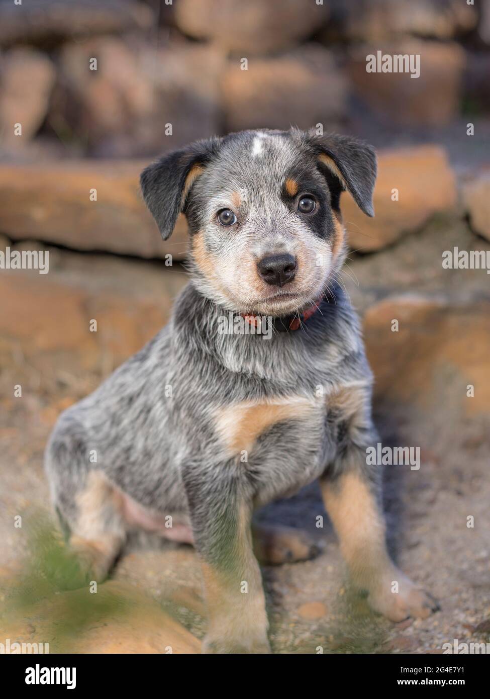 Un cane da bestiame australiano (Blue Heeler) cucciolo ritratto a lunghezza intera con il cucciolo seduto guardando la macchina fotografica Foto Stock