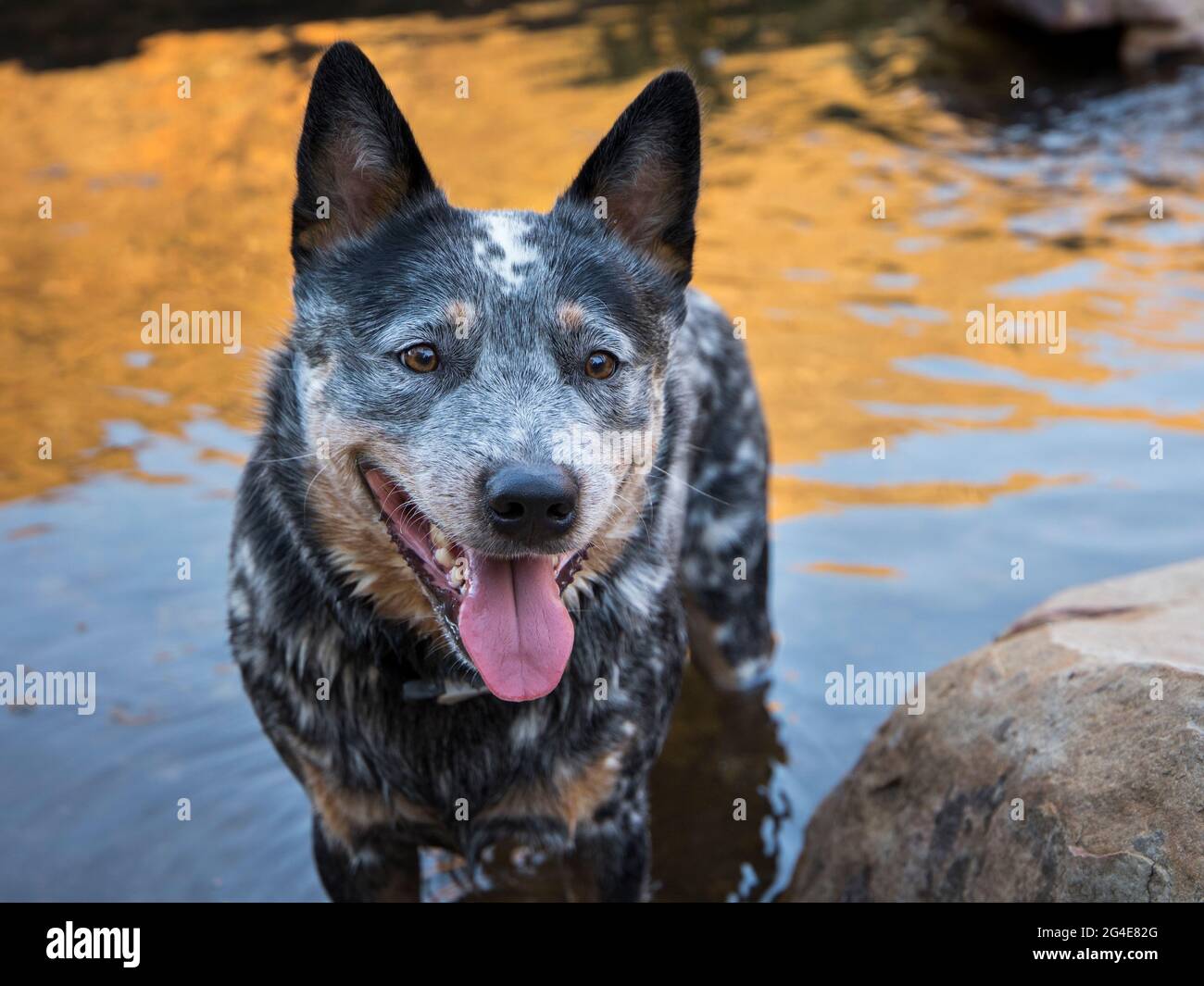Un giovane cane bovino australiano (Blue Heeler) in piedi nel fiume di fronte alla macchina fotografica con la sua bocca aperta closeup Foto Stock