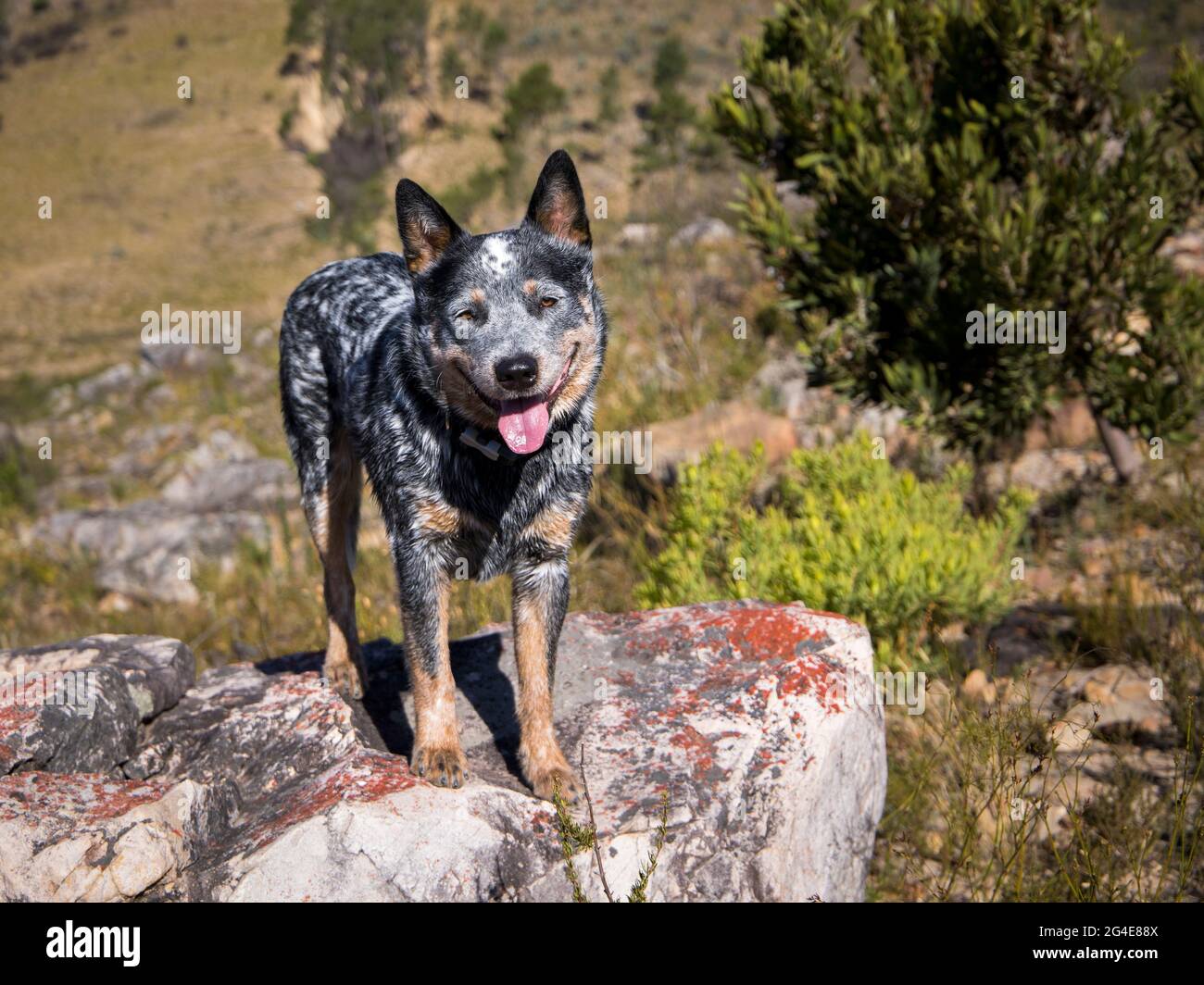 Un giovane cane bovino australiano (Blue Heeler) in piedi su una grande roccia all'aperto di fronte alla fotocamera con la bocca aperta Foto Stock
